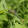 IMG_1181 Gomphus simillimus male